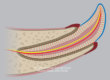 05. Normal Tooth Anatomy