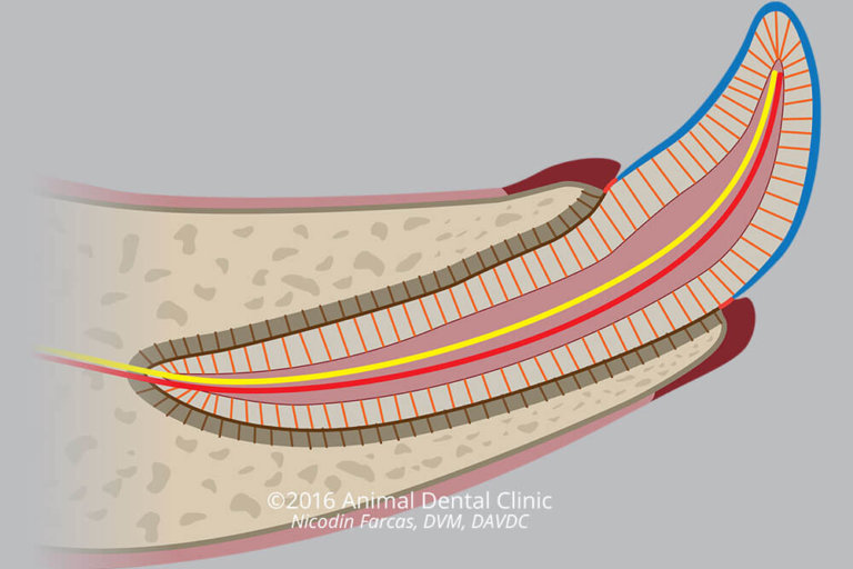 05. Normal Tooth Anatomy