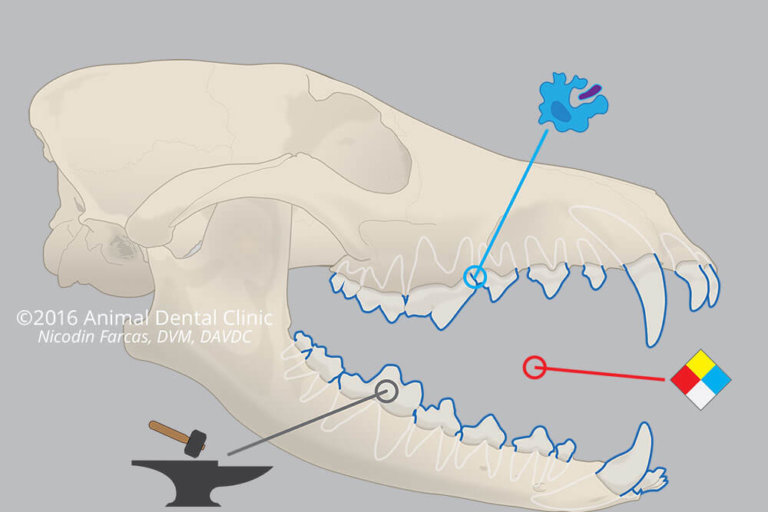 15. Skull: Oral Forces