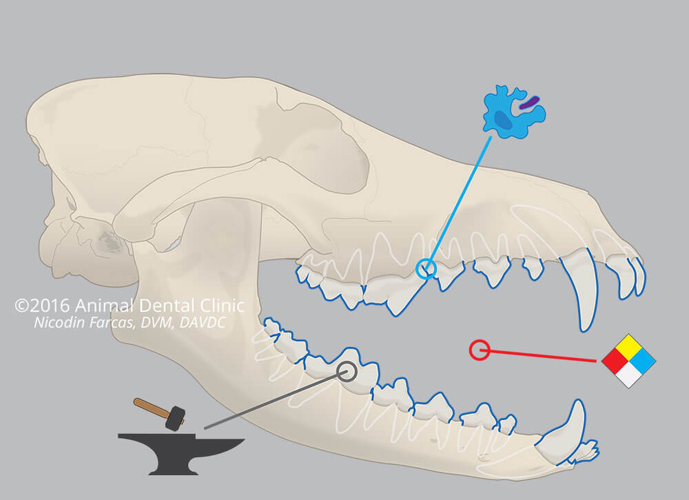 15. Skull: Oral Forces 15. Skull: Oral Forces