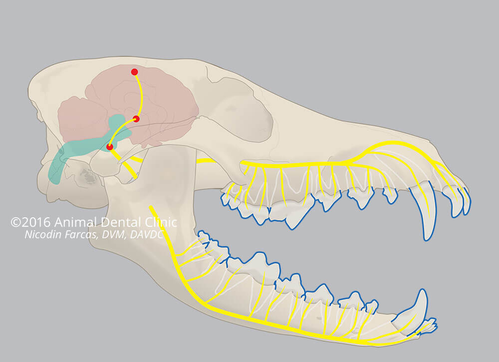 16. Skull: Nerve Pathways 16. Skull: Nerve Pathways