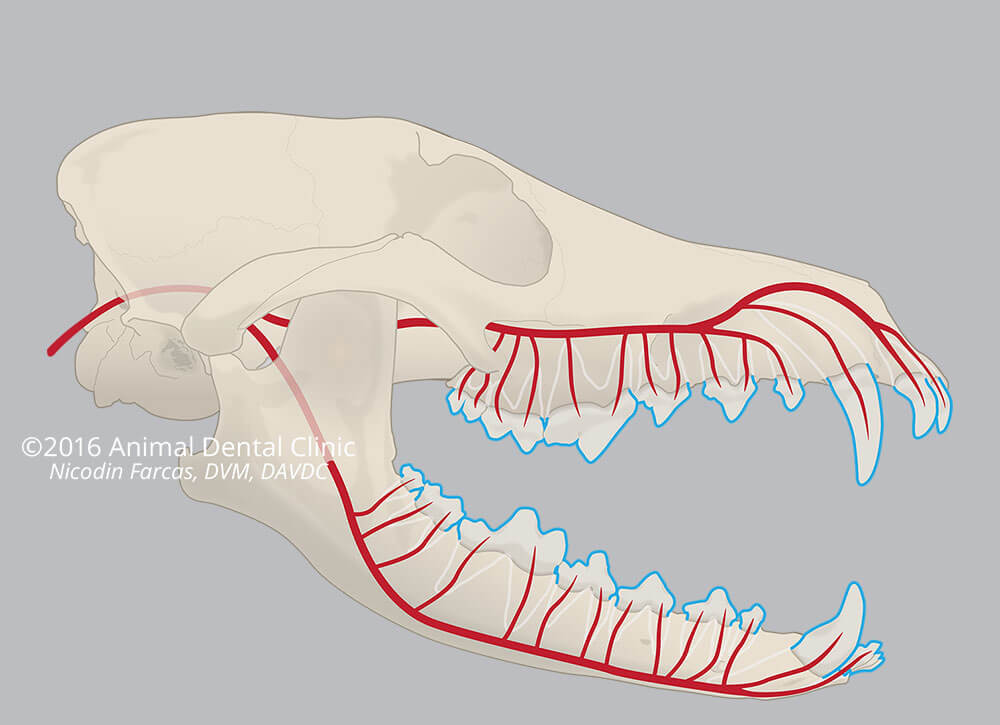 17. Skull: Dental Blood Supply 17. Skull: Dental Blood Supply