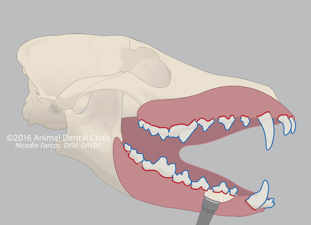 19. Oral Barrier 19. Oral Barrier