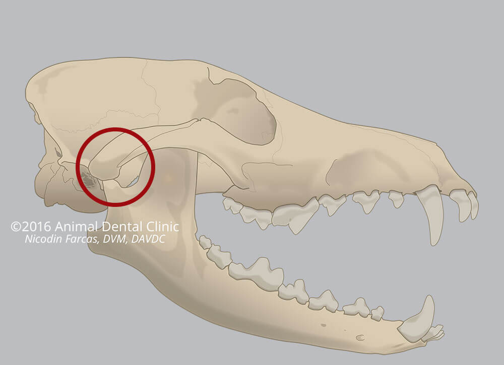 21. Skull: Jaw Open