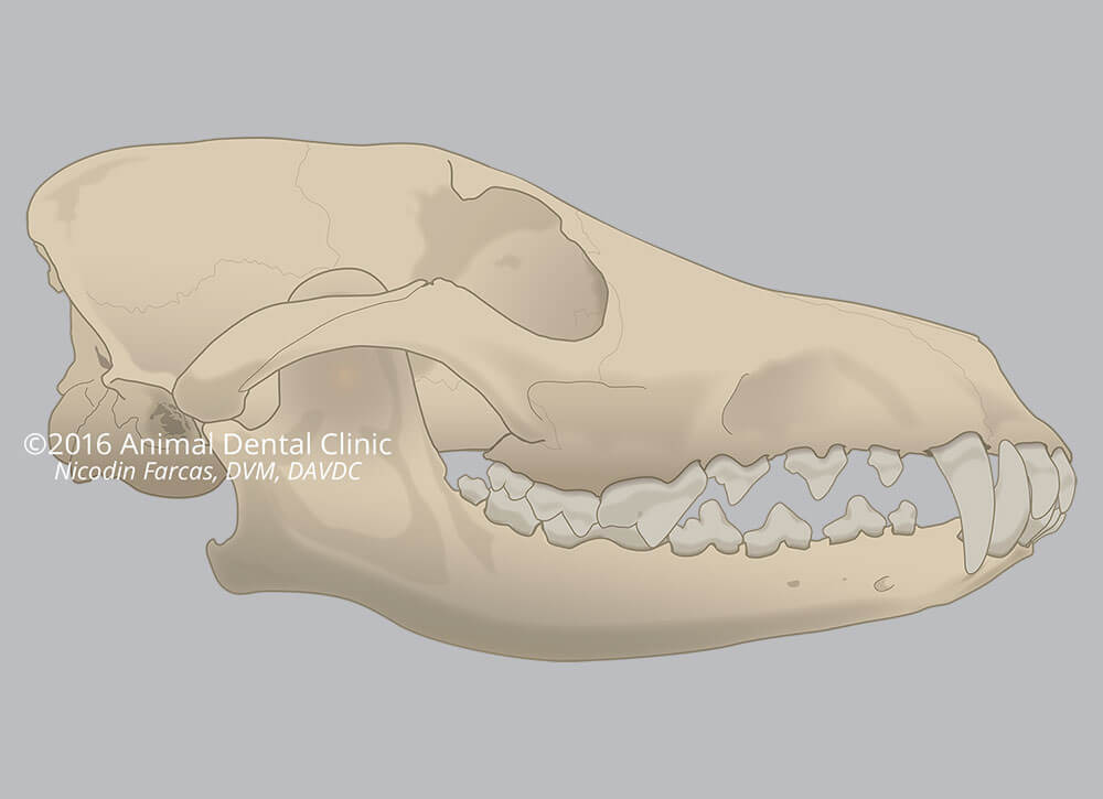 22. Skull: Base