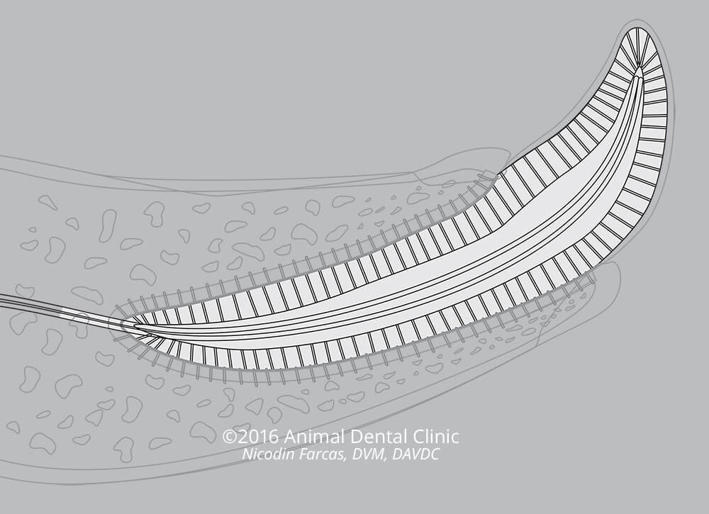 24. Periodontal Base Wires: Tooth