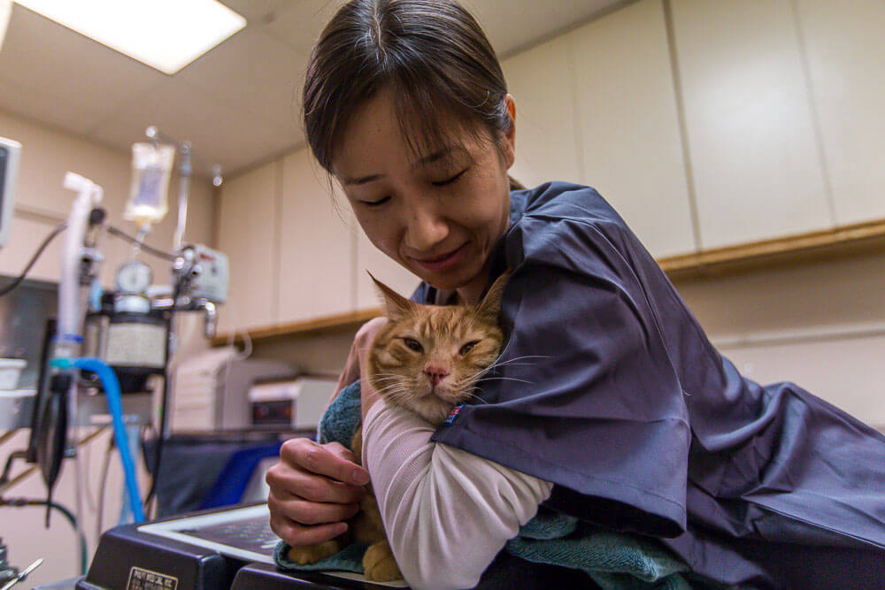 Animal Dental Clinic: Careers Animal Dental Clinic: Careers
