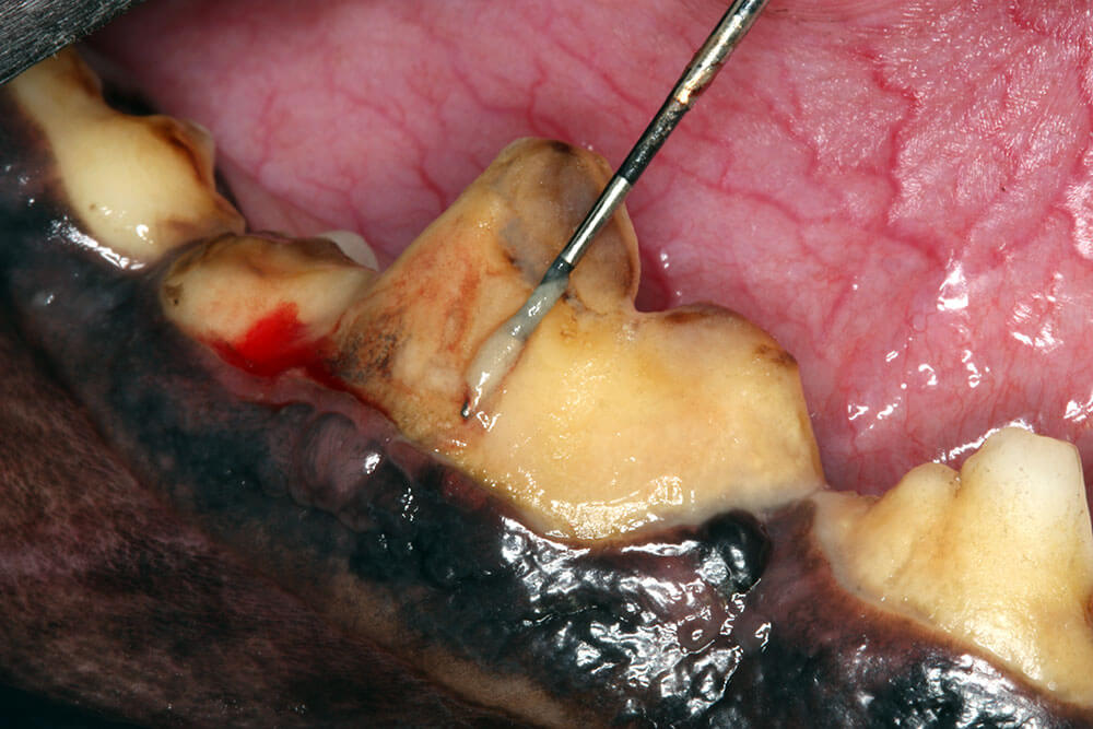 Animal Dental Clinic: dental-plaque-sticky-bacterial-slime Animal Dental Clinic: dental-plaque-sticky-bacterial-slime