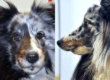 Animal Dental Clinic: Emma