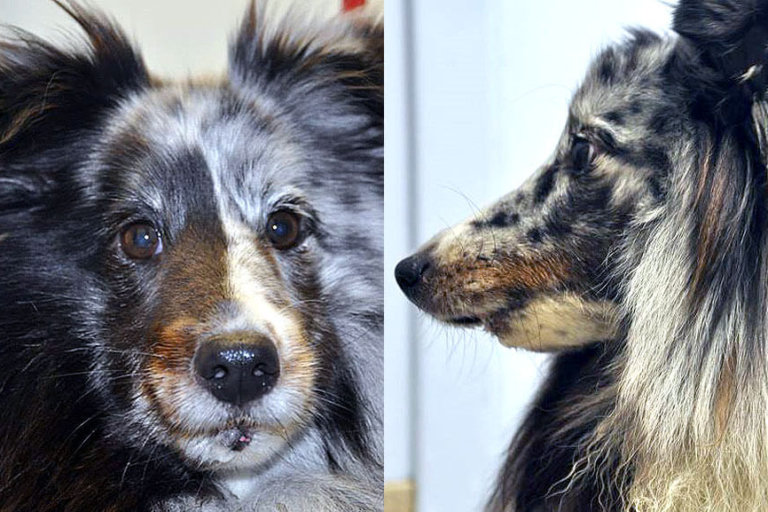 Animal Dental Clinic: Emma