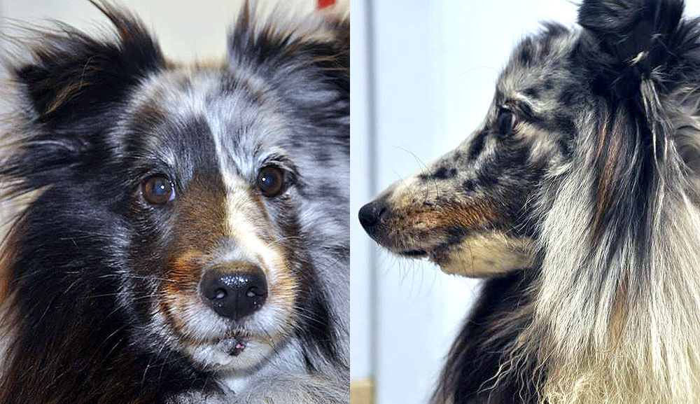 Animal Dental Clinic: Emma