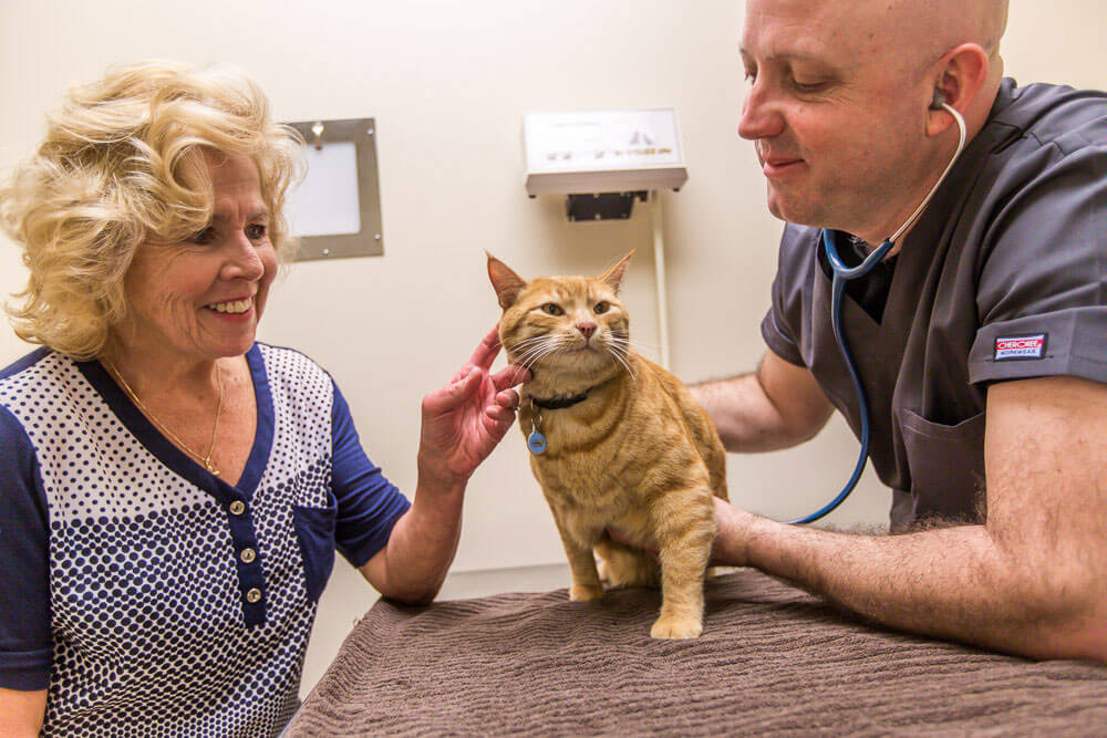 Animal Dental Clinic: fracas-cat-client-exam