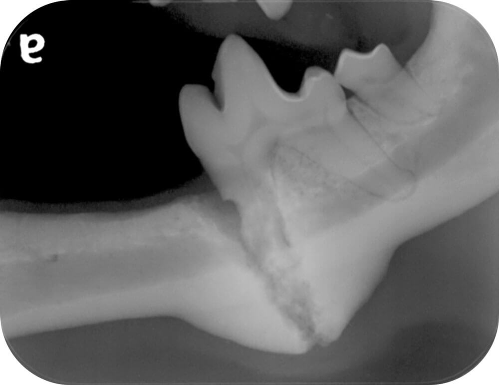 Animal Dental Clinic: Gooch
