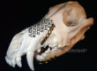Animal Dental Clinic: Intro