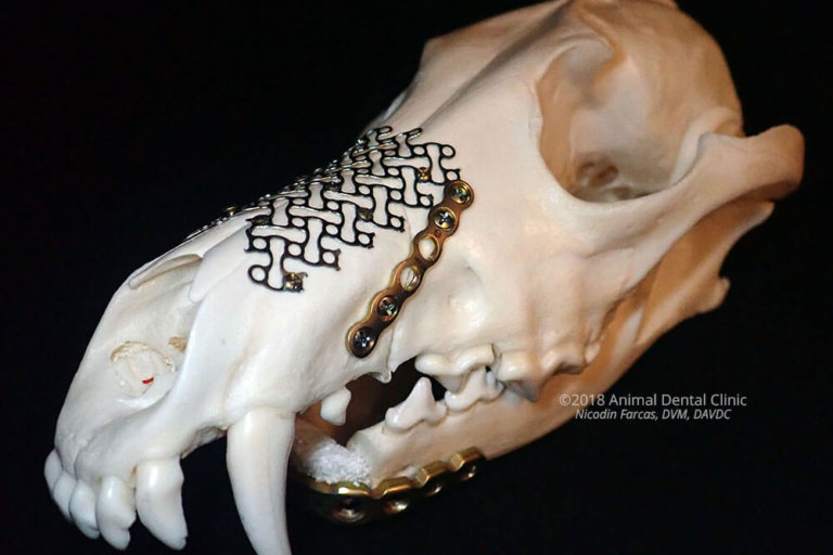 Animal Dental Clinic: Intro