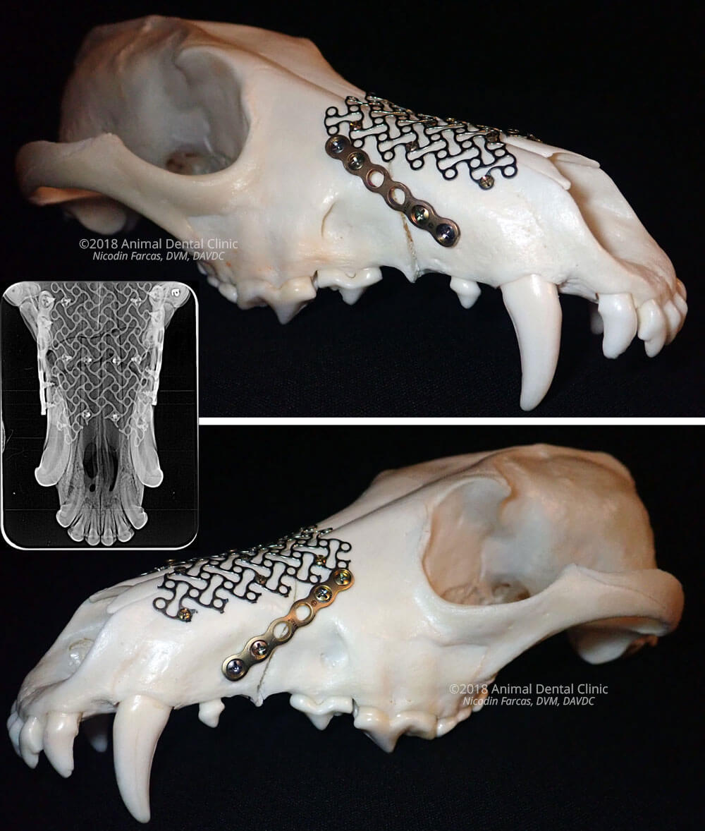 Animal Dental Clinic: Max Trauma Model B