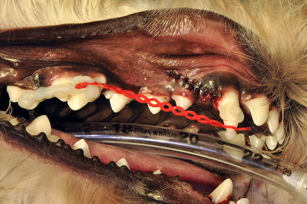 Animal Dental Clinic: orthodontic-active-movement Animal Dental Clinic: orthodontic-active-movement