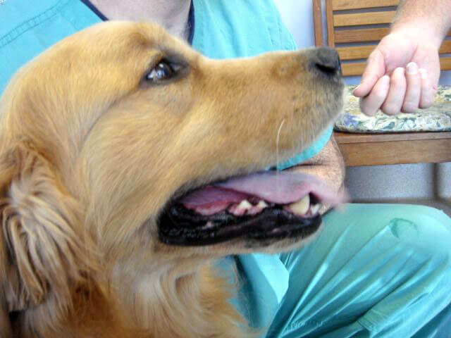 Animal Dental Clinic: Yankee-healed face