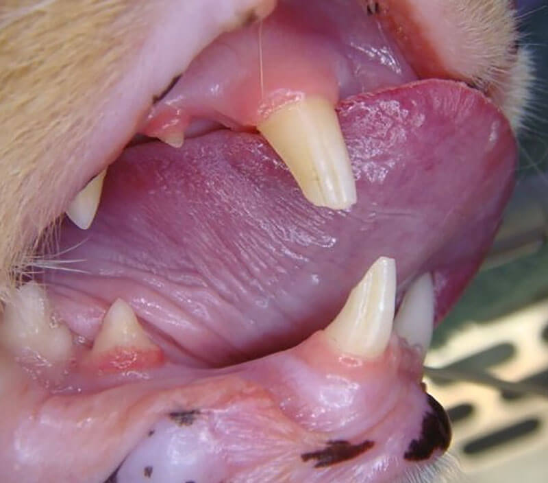 Animal Dental Clinic: Adult Tooth Frapture