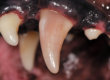 Animal Dental Clinic: contusion