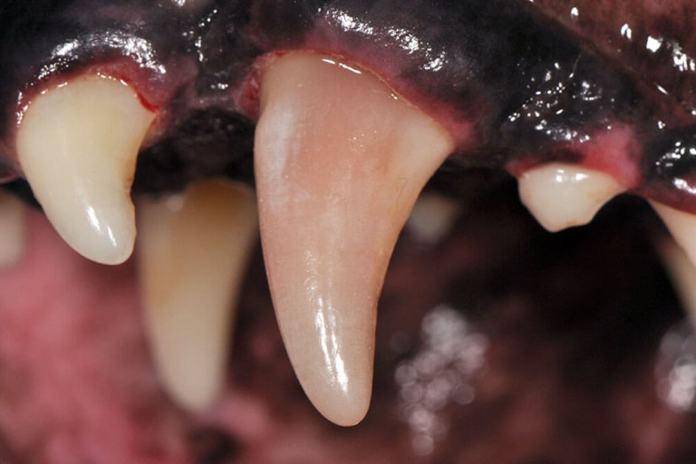 Animal Dental Clinic: contusion