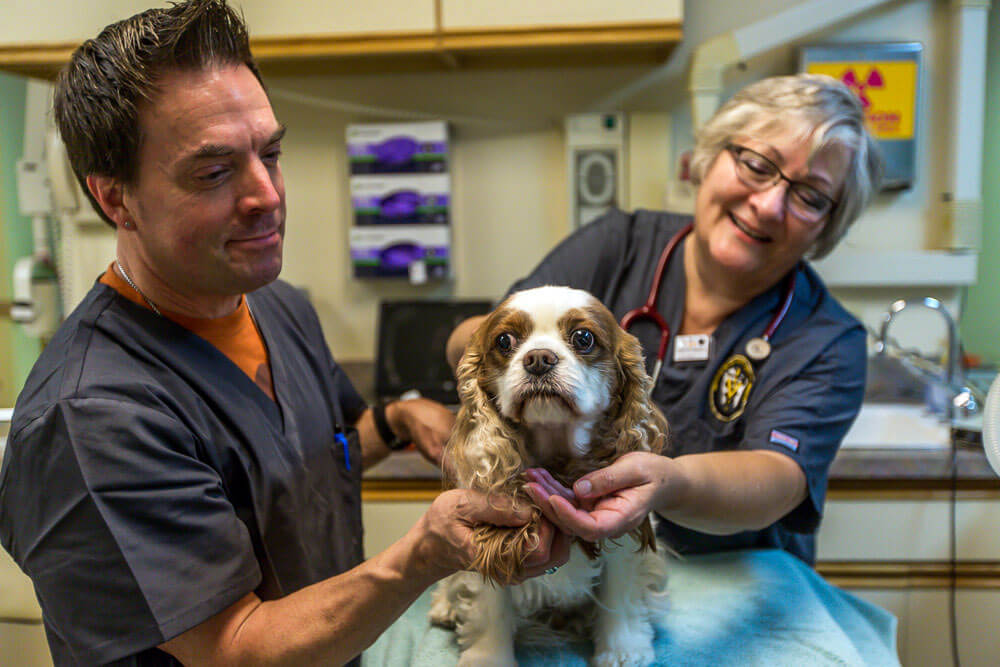 Animal-Dental-Clinic-cristine-lee-cavalier-exam-service-home5D3_6195