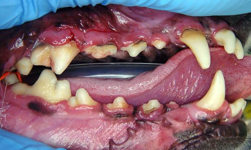 Animal Dental Clinic-duff-photo