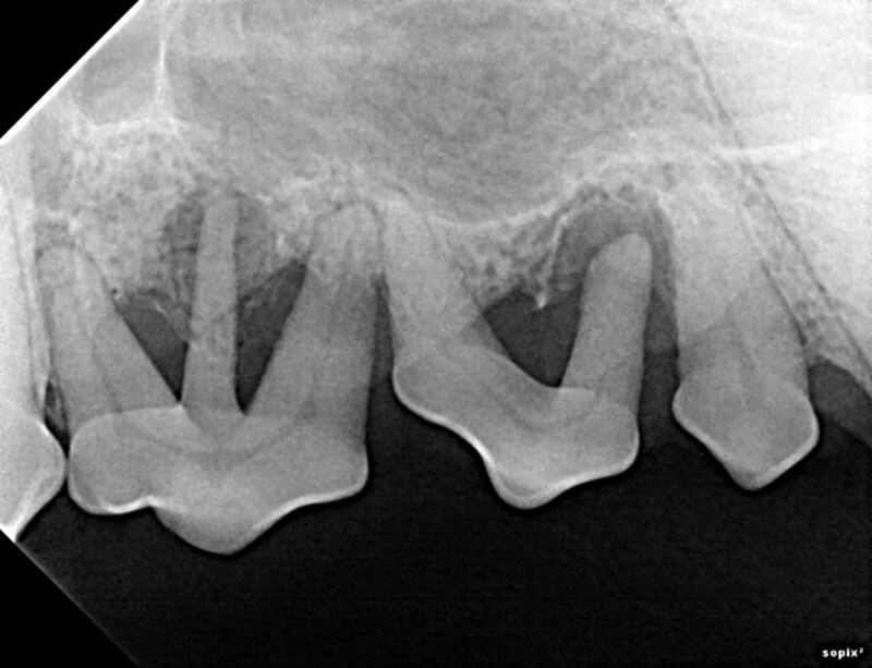 Animal Dental Clinic-duff