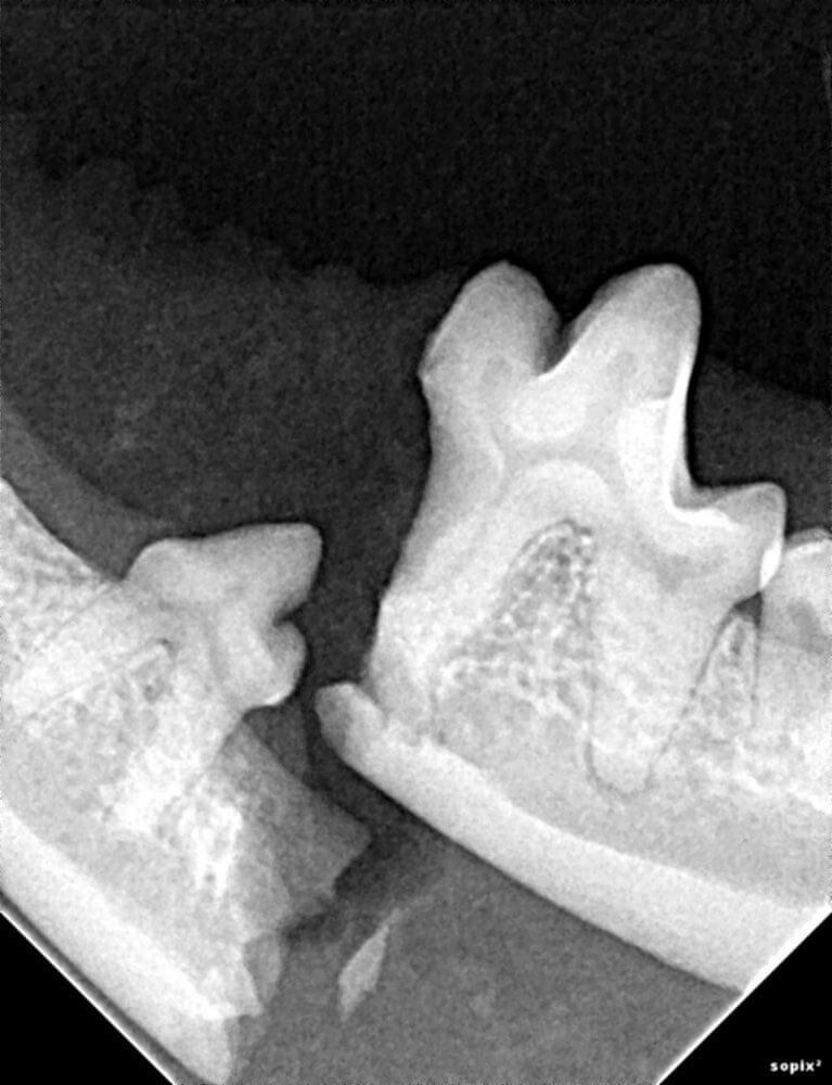 Animal Dental Clinic: Emergency Trauma