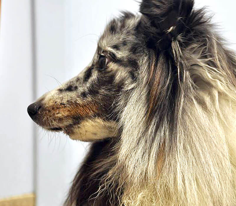 Animal Dental Clinic: emma-tumor-reconstruction Animal Dental Clinic: emma-tumor-reconstruction