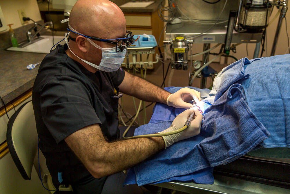 Animal Dental Clinic: farcas-perio-surgery Animal Dental Clinic: farcas-perio-surgery