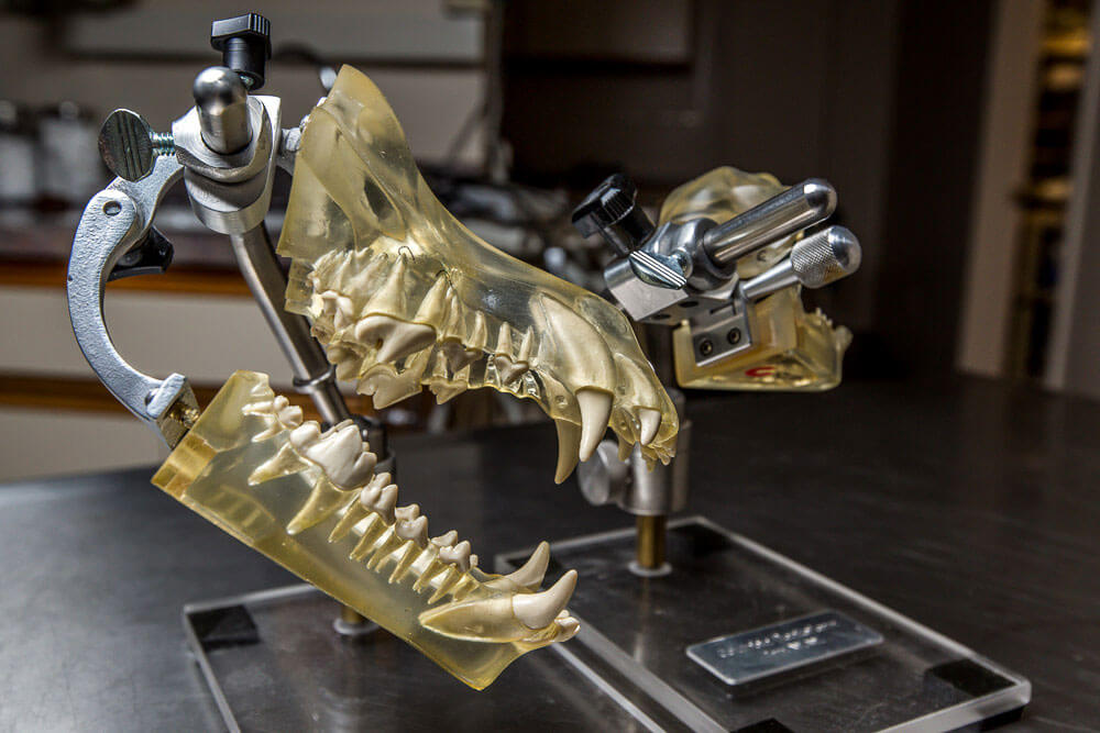 Animal Dental Clinic: general-dentistry-home-1