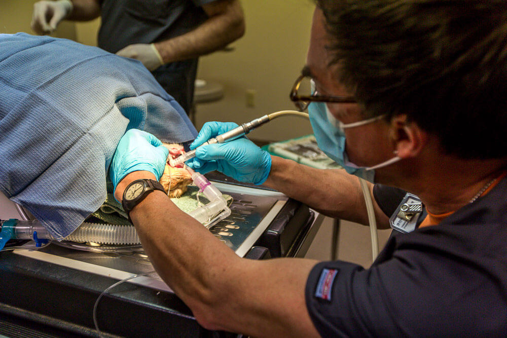 Animal Dental Clinic: general-dentistry-home-2