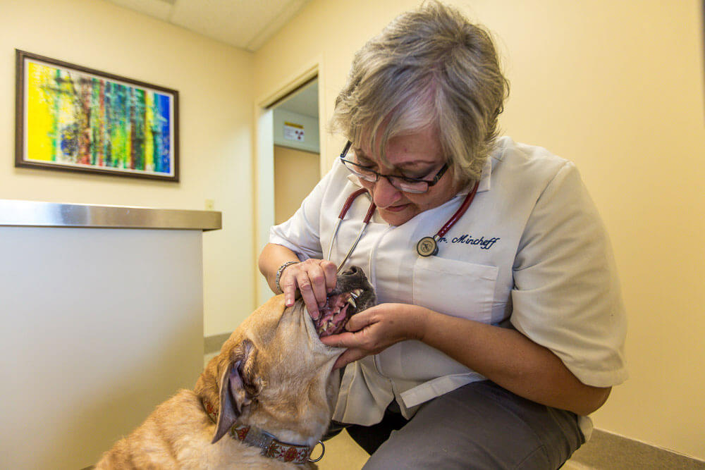 Animal Dental Clinic: general-dentistry-home