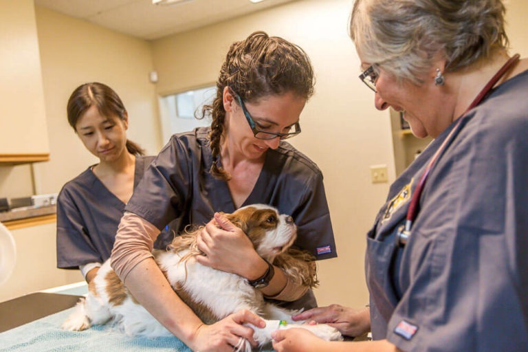 Animal Dental Clinic: kayo-amy-cristine-cavalier-induction