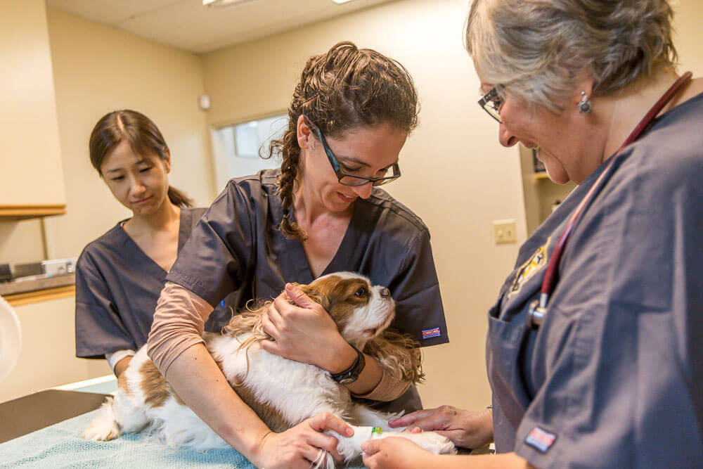 Animal Dental Clinic: kayo-amy-cristine-cavalier-induction