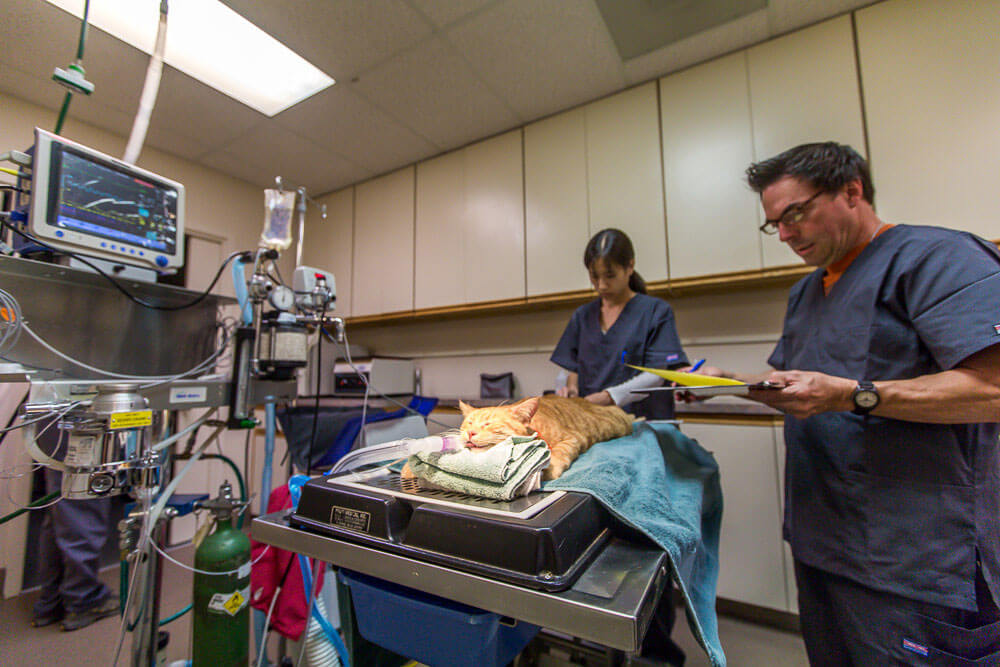 Animal Dental Clinic: kayo-lee-monitoring-cat