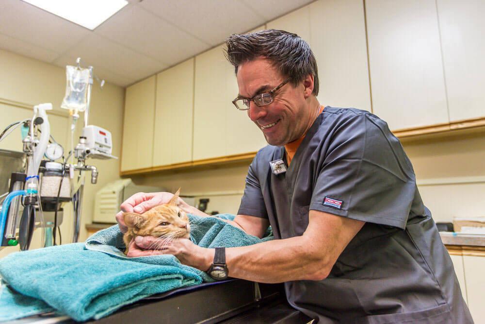 Animal Dental Clinic: lee-cat-recovery