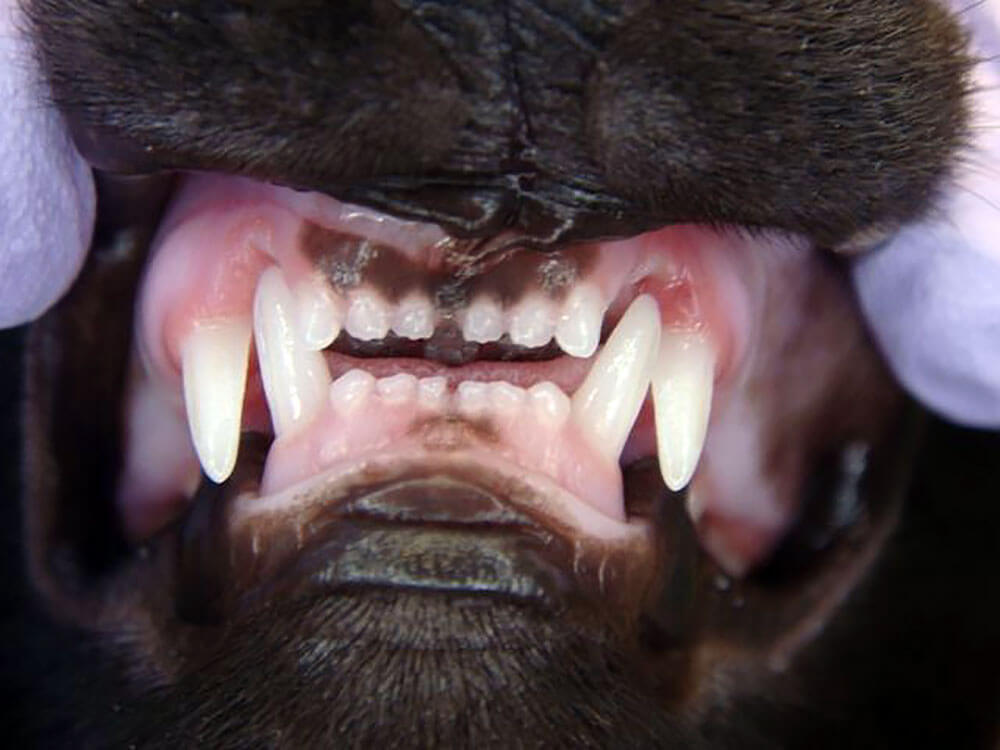 Animal Dental Clinic: Malocclusion