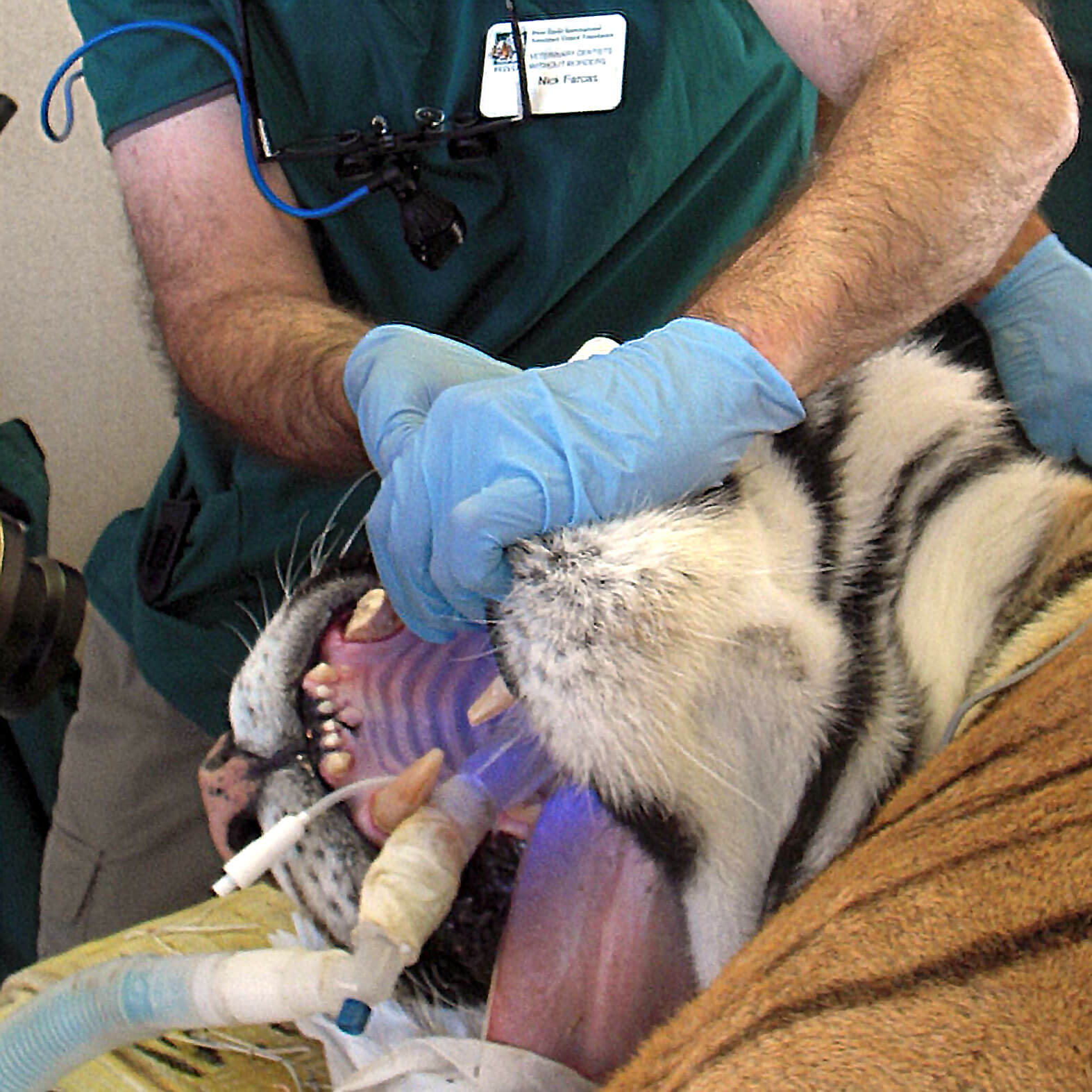 Animal Dental Clinic: mobile-zoo