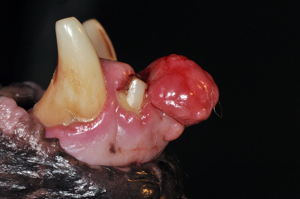 Animal Dental Clinic: Oral Tamor