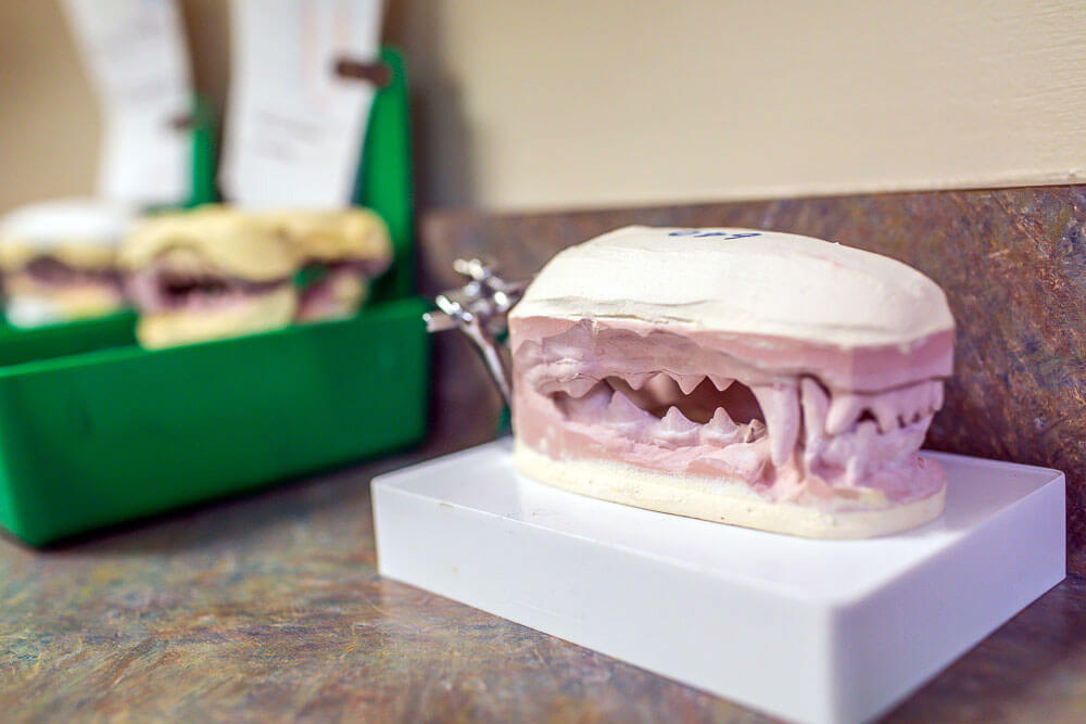Animal Dental Clinic: ortho-home Animal Dental Clinic: ortho-home