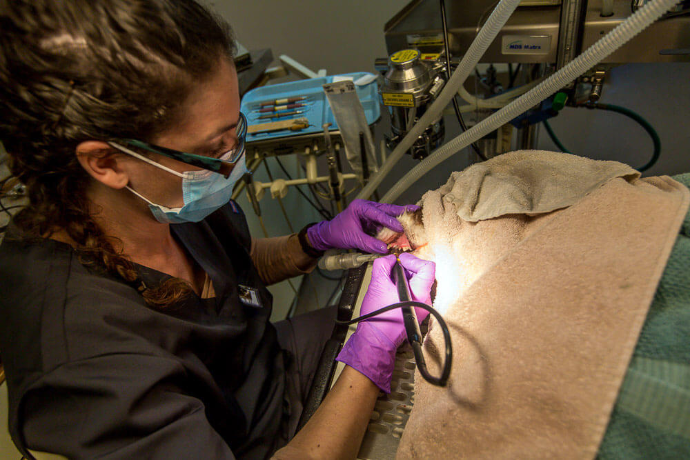 Animal Dental Clinic: perio-treatment Animal Dental Clinic: perio-treatment