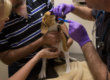 Animal Dental Clinic: Preventative Consultation