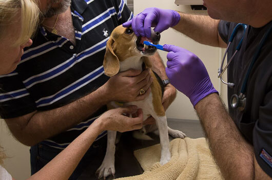 Animal Dental Clinic: Preventative Consultation