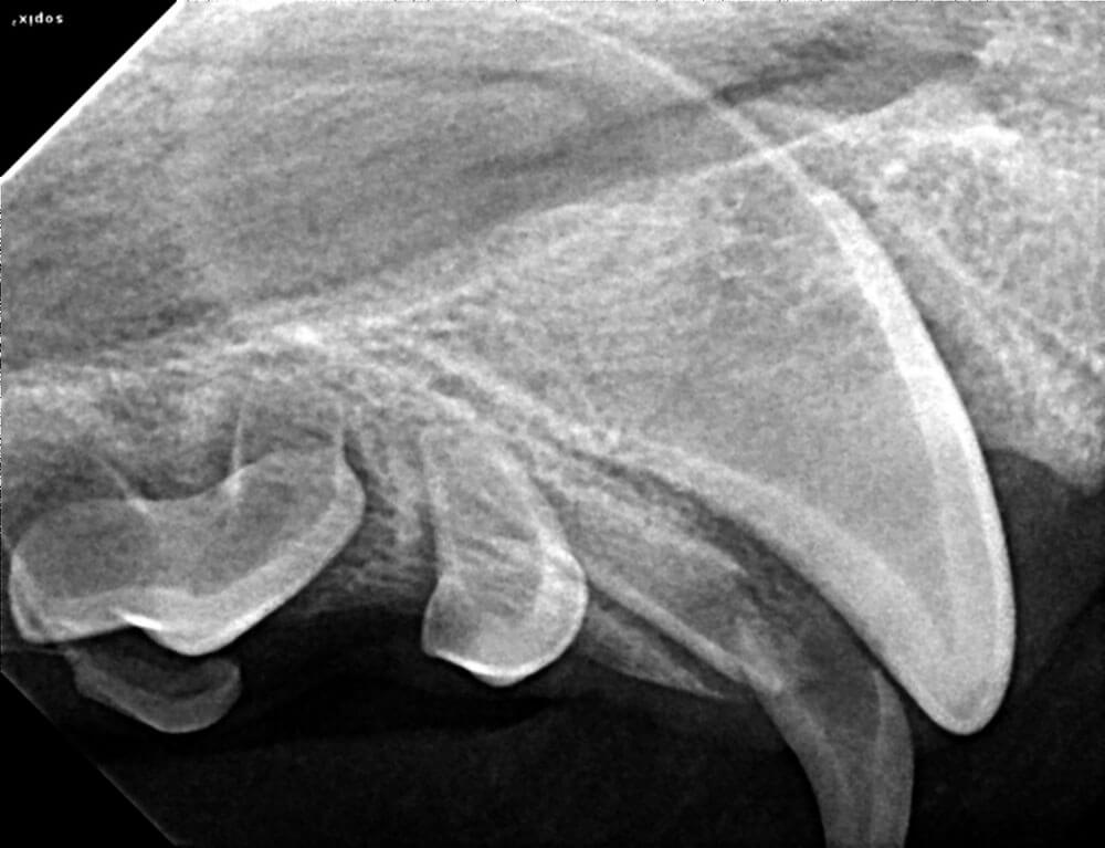 Animal Dental Clinic: Puppy Tooth fx