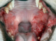 Animal Dental Clinic: Stomatitis