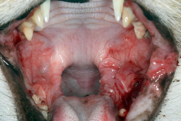 Animal Dental Clinic: Stomatitis