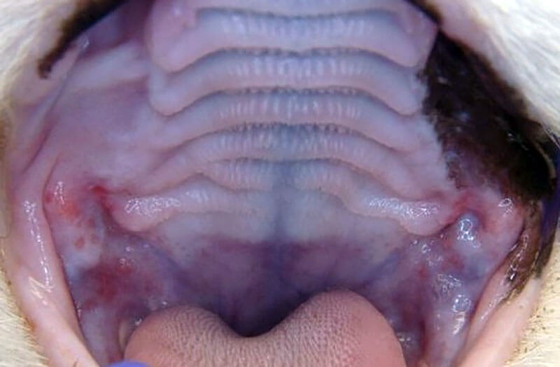 Animal Dental Clinic: stomatitis-post Animal Dental Clinic: stomatitis-post