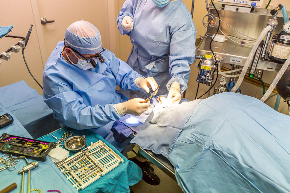 Animal Dental Clinic-surgery-home Animal Dental Clinic-surgery-home